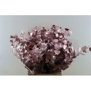 Euca Cinerea Light Pink P Bunch