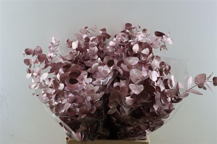 <h4>Euca Cinerea Light Pink P Bunch</h4>