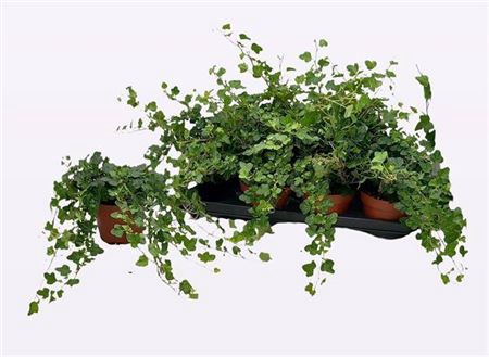 <h4>Hedera helix 'Wonder'</h4>