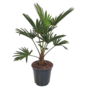 Trachycarpus Wagnerianus Nederlandse Teelt