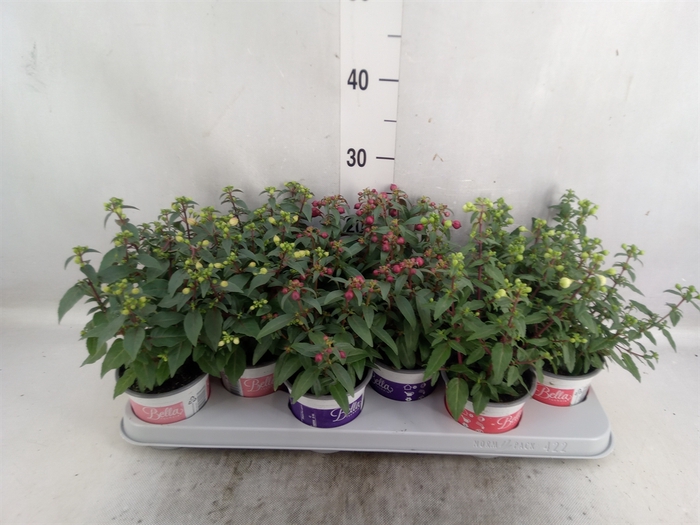 <h4>Fuchsia  'Bella Fuchsia'  ..mix</h4>