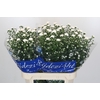 Aster Cassy