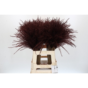 Dried Stipa Feather Chocolate
