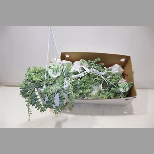 Sedum Burrito In Hangpot