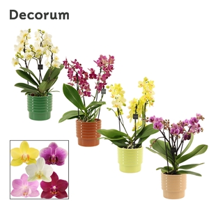 Phalaenopsis dazzling melange 3-4 tak in Naemi (Natural bubble-c