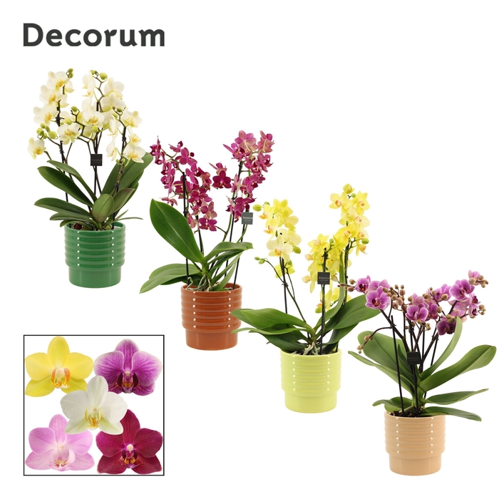 <h4>Phalaenopsis dazzling melange 3-4 tak in Naemi (Natural bubble-c</h4>