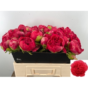 PAEO COM PERFORMANCE