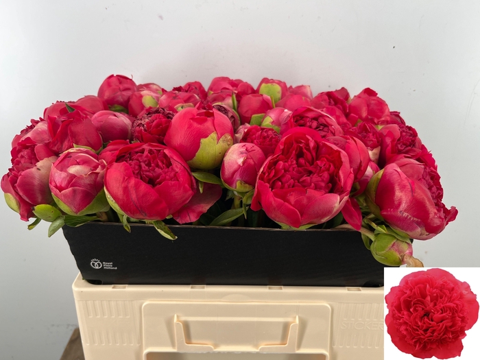 <h4>PAEO COM PERFORMANCE</h4>