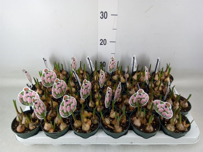 <h4>Muscari   ...</h4>