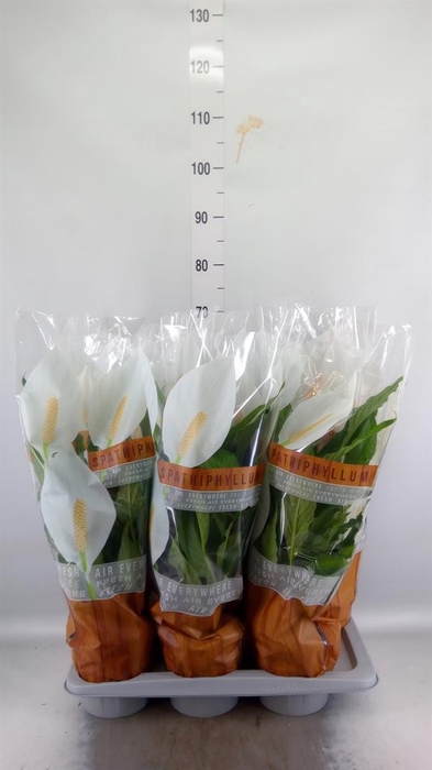 <h4>Spathiphyllum  'Sweet Chico'</h4>