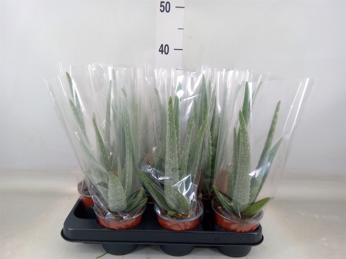 <h4>Aloe vera</h4>