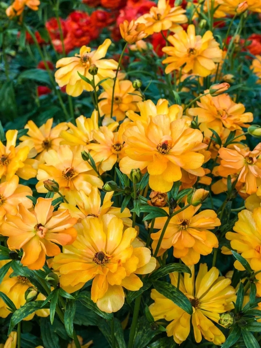 Ranunculus Butterfly Galathea