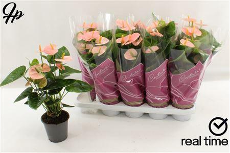 <h4>Anthu An Spirit 5+</h4>