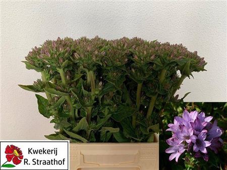 Campanula glomerata 'Caroline'