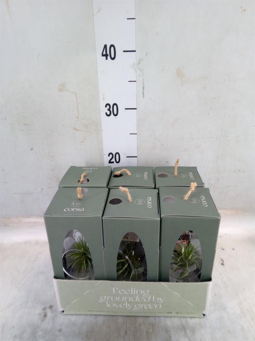 <h4>Arr.  Tillandsia L%</h4>