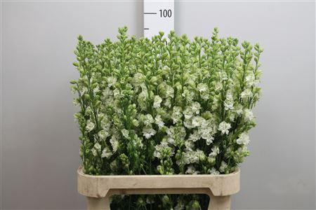 <h4>Cons R Q White</h4>