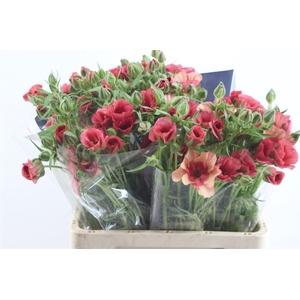 Ran. Moderna Allegria