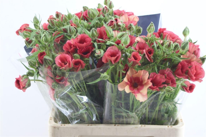 <h4>Ran. Moderna Allegria</h4>