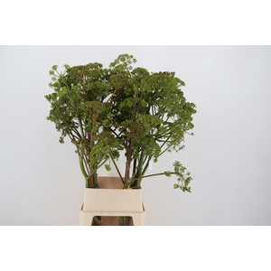 FOENICULUM VULGARE 120CM