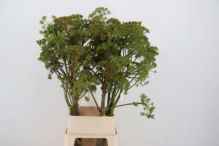 <h4>FOENICULUM VULGARE 120CM</h4>