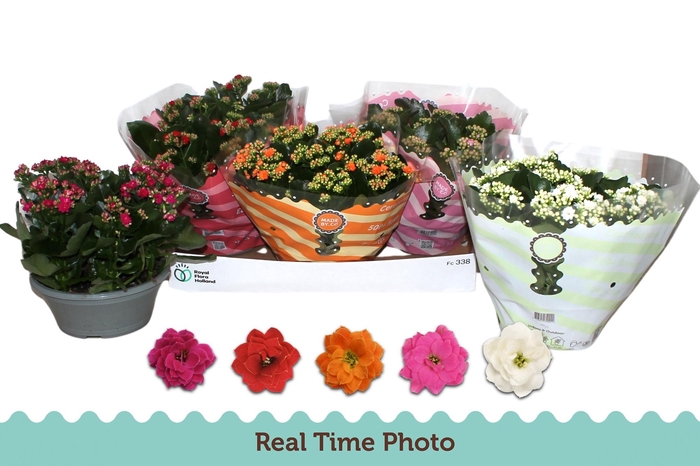 <h4>KAL GE GEM 5 KL</h4>