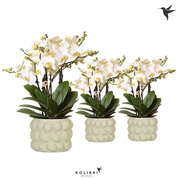 <h4>Kolibri Orchids Phalaenopsis Lausanne 6 spike in Citrus green</h4>