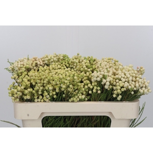 Kaaps Groen Lanug. White
