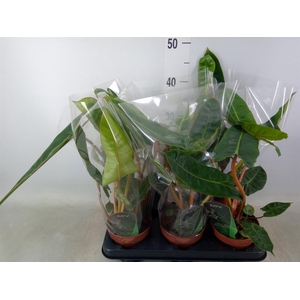 Philodendron billietiae
