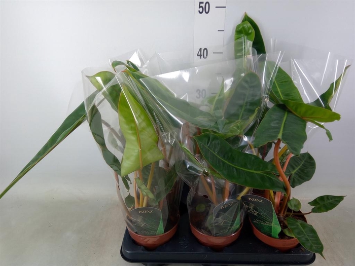 <h4>Philodendron billietiae</h4>