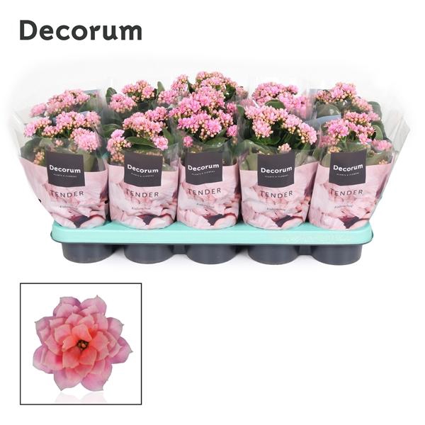 <h4>Kalanchoe blossfeldiana gevuld 'Serenity Rosa'</h4>