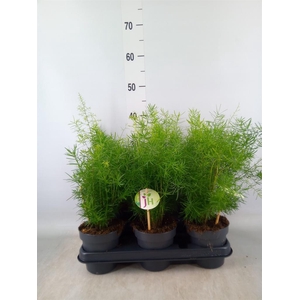 Asparagus dens. 'Sprengeri'