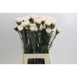 Dianthus St Brut