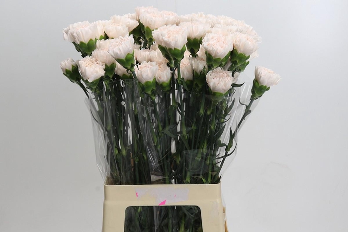 <h4>Dianthus St Brut</h4>