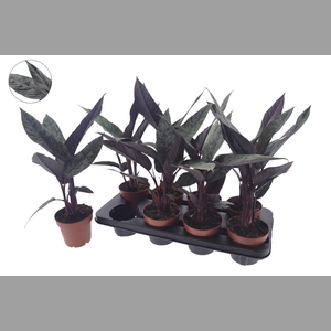 APOB ACUMINATISSIMA