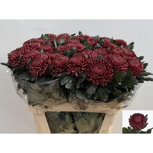 CHR G BIGOUDI RED