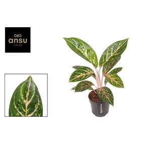 Aglaonema Coco Green