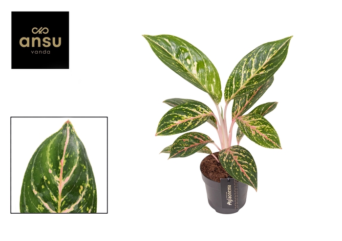 <h4>Aglaonema Coco Green</h4>