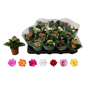 KALAN CALAN MIX ROSALINA P7