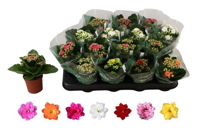 <h4>KALAN CALAN MIX ROSALINA P7</h4>