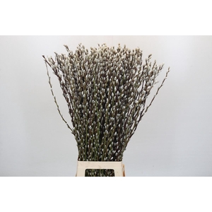 Salix caprea 'Snow Flake'