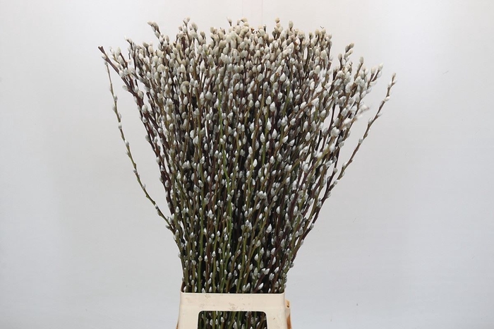 <h4>Salix caprea 'Snow Flake'</h4>