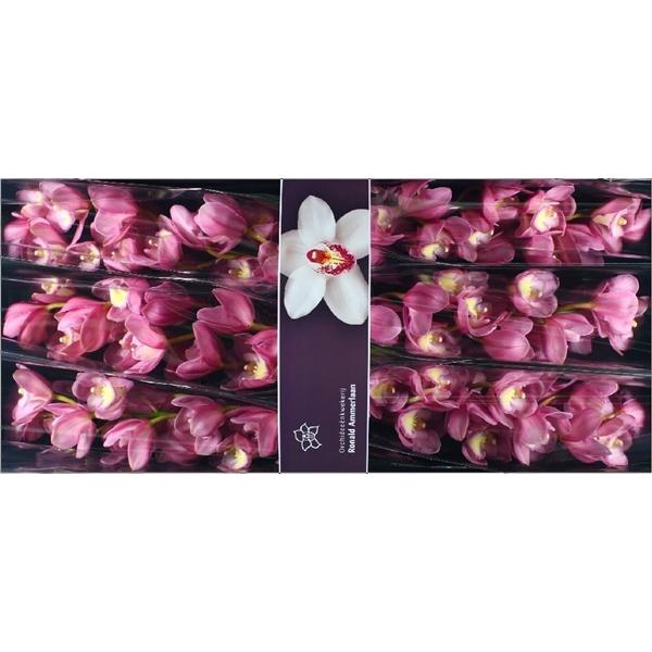 <h4>Cymb Tak Marita x 6</h4>