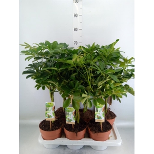 Schefflera arbor. 'Nora'