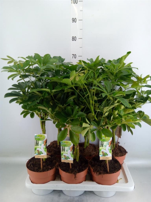<h4>Schefflera arbor. 'Nora'</h4>