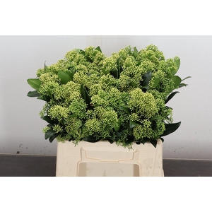 Skim J Frank Whit Bs