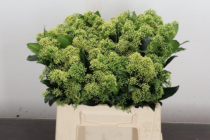 <h4>Skim J Frank Whit Bs</h4>