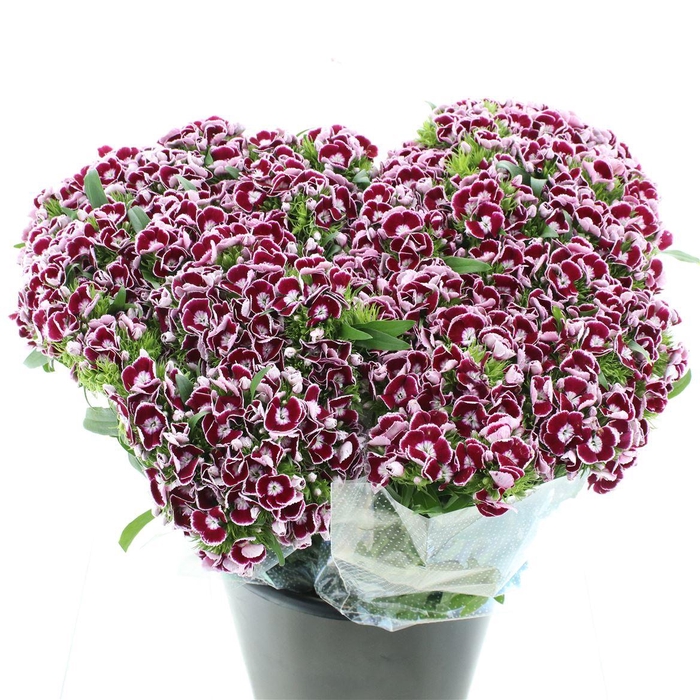 <h4>Di Barb King Super</h4>