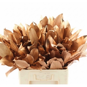 Magnolia Leafs Klb Koper