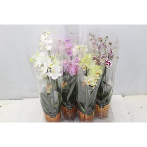 PHALAENOPSIS MINI P09 2 HT