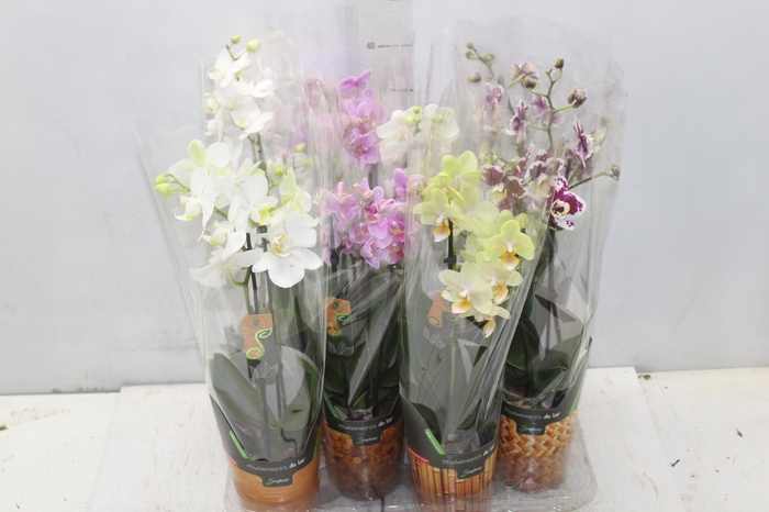 <h4>PHALAENOPSIS MINI P09 2 HT</h4>